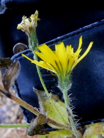 Hieracium sp. (Asteraceae)